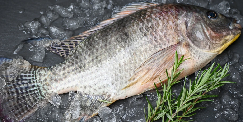 Fish & Seafood